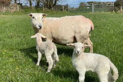 EasyCare ewe with twin lambs