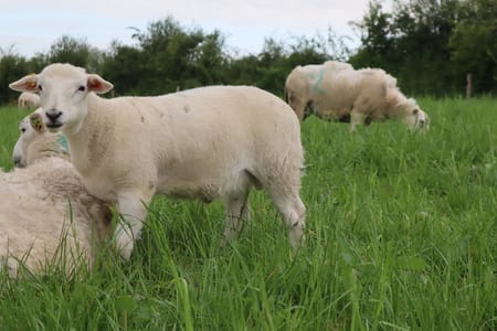 EasyCare lamb close-up