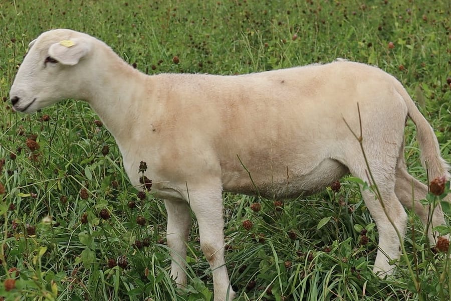 EasyCare lamb grazing on clover-rich grass