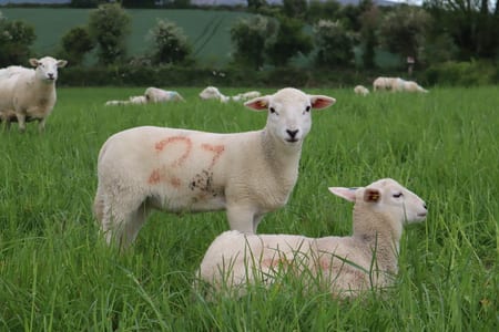EasyCare lambs at grass, Tír na nÓg Farm