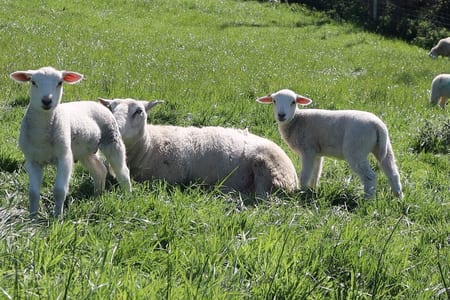 EasyCare lambs in sunshine