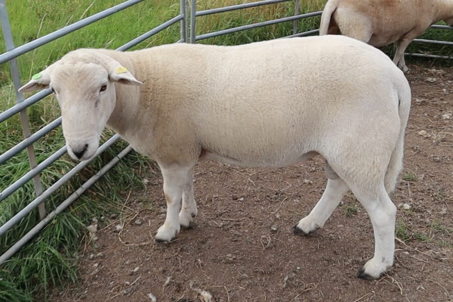 EasyCare ram showing clean, well-conformed feet