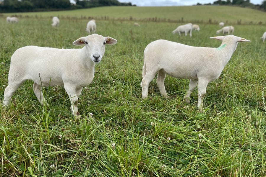 EasyCare ewe with naturally short shed coat grazing with her lamb