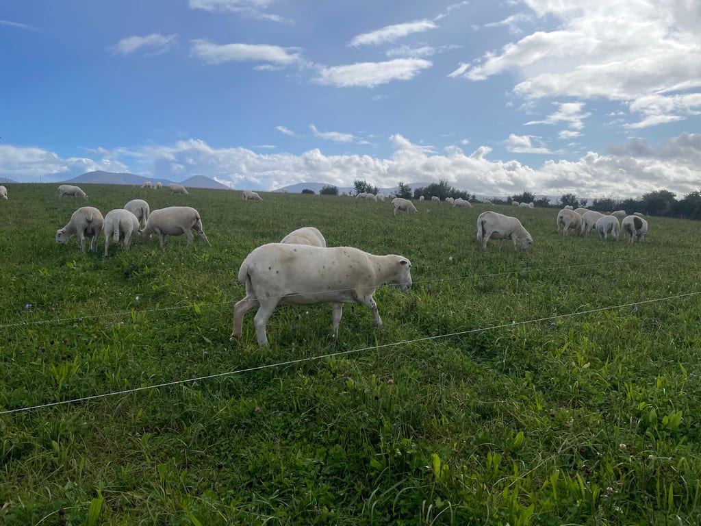 EasyCare flock on hillside with partially shedding ram in foreground, Co. Tipperary